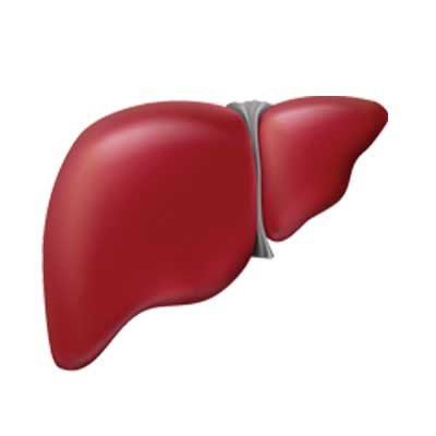 A Healthy Weight For A Healthy Liver