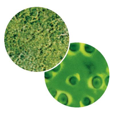Chlorella As A Natural Multi-vitamin Chlorella As A Natural Multi-vitamin