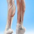 Muscle Health