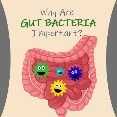 Why are gut bacteria important?