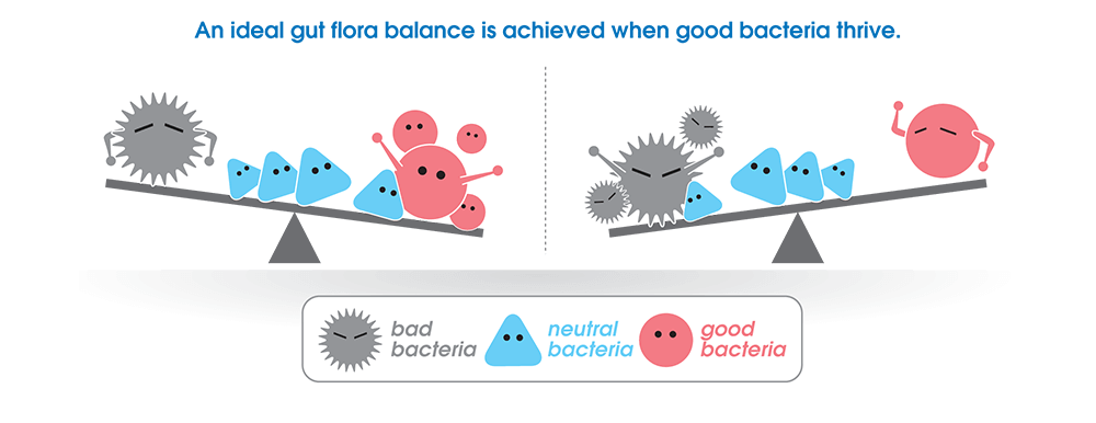 cho renew probiotics