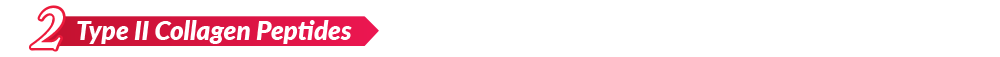 Type II Collagen Peptides