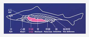 Shark Liver Oil - For Immunity & Skin Health - AFC Japan